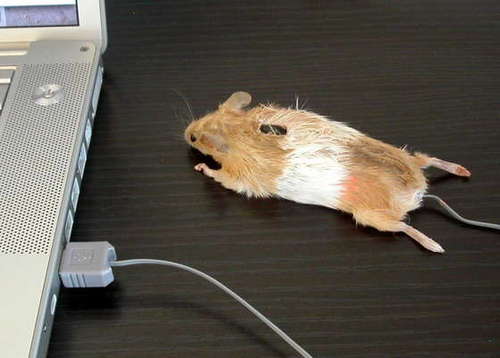 mouse-real.jpg