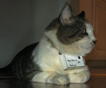 mrlee-catman.jpg
